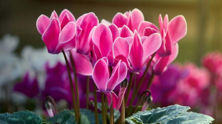 Ciclamen: la planta que florece en invierno y llena de vida tu hogar