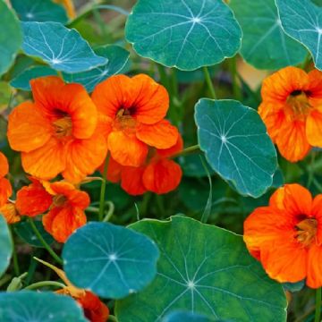 Secretos de la Capuchina: Más que una planta, un tesoro natural