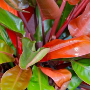 Plantas con estilo: Los cuidados esenciales del Philodendron Prince of Orange