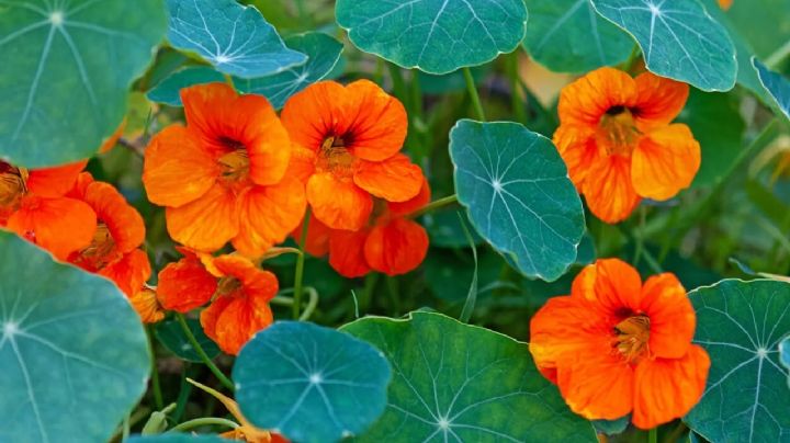Secretos de la Capuchina: Más que una planta, un tesoro natural