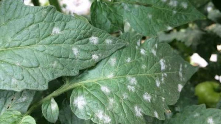 Salva tus plantas con manchas blancas y revitaliza tu huerta urbana