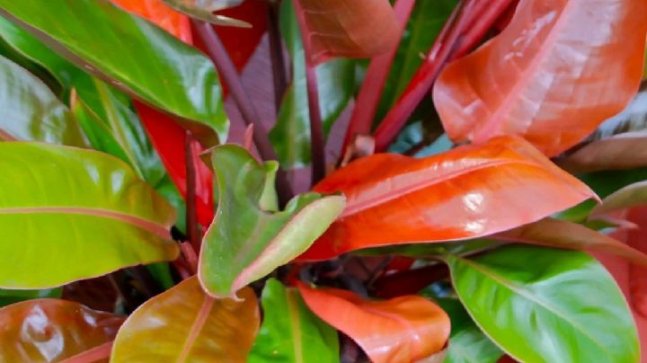 Plantas con estilo: Los cuidados esenciales del Philodendron Prince of Orange