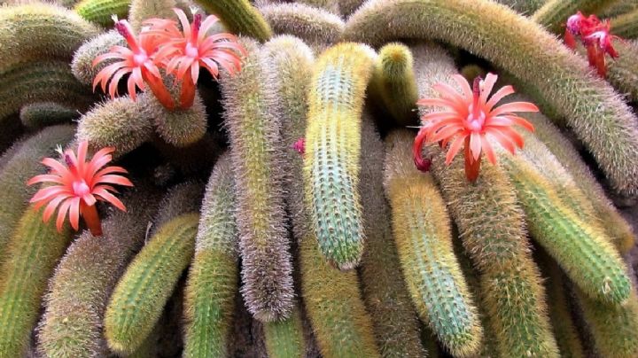 Descubre el cactus más sorprendente, un espectáculo de belleza natural
