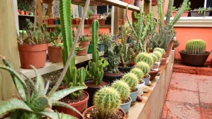 Protege tus cactus este invierno y ayúdalos a brillar todo el año