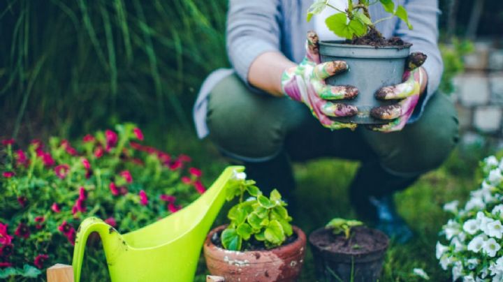 Cómo proteger tus plantas y mantenerlas radiantes todo el año