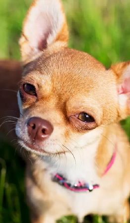 Chihuahua: el perro más pequeño del mundo que conquista corazones