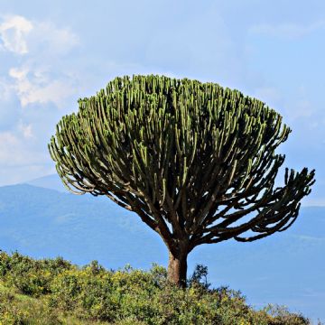 El árbol candelabro: La suculenta que transformará tu jardín con estilo rústico