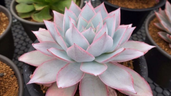 Echeveria cante: La suculenta que enamora con sus hojas espectaculares