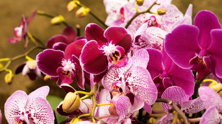 ¡Descubre las orquídeas! Tres variedades imprescindibles para llenar tu hogar de elegancia