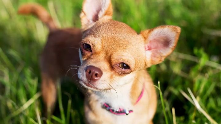 Chihuahua: el perro más pequeño del mundo que conquista corazones