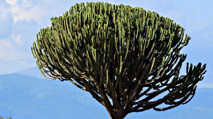 El árbol candelabro: La suculenta que transformará tu jardín con estilo rústico