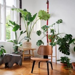 Transforma tu hogar en un paraíso verde con estas impresionantes plantas de hojas grandes