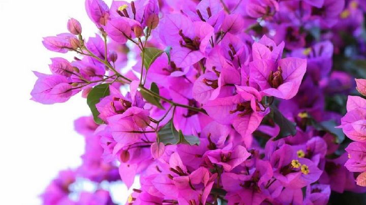 Plantas: Descubre el abono casero que hará que tu buganvilia estalle de flores
