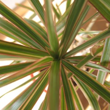 Pasillos oscuros: la clave para transformarlos en rincones llenos de vida con plantas de interior