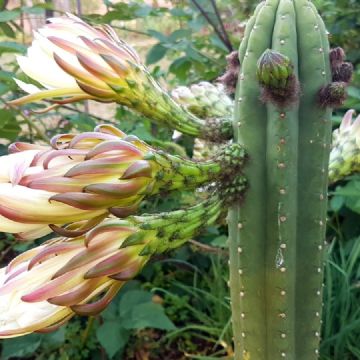 Echinopsis pachanoi: Descubre los secretos para que tu cactus florezca como nunca