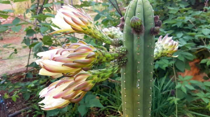Echinopsis pachanoi: Descubre los secretos para que tu cactus florezca como nunca