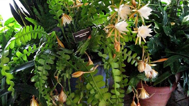 Epiphyllum anguliger: ¡La suculenta que desborda belleza y atrae la buena suerte!