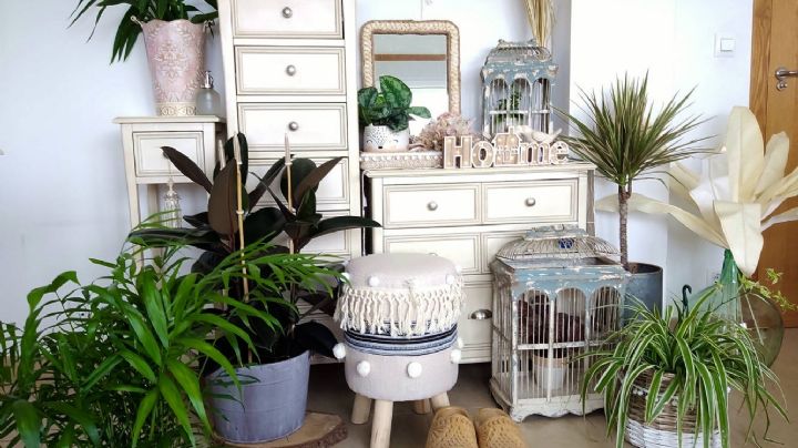 Transforma tu hogar con estas 3 plantas de interior que purifican y decoran con estilo