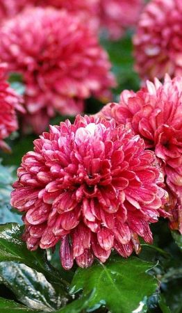 Los crisantemos: la opción perfecta para mantener tu jardín lleno de vida en otoño