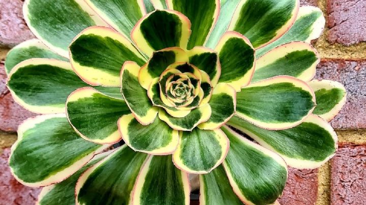 Aeonium Poseidón: La suculenta gigante que llenará tu jardín de color