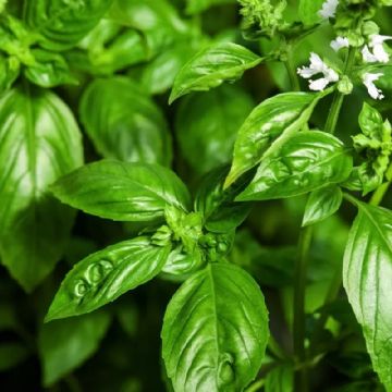Albahaca: Tu aliada natural para espantar moscas y mosquitos