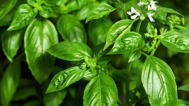Albahaca: Tu aliada natural para espantar moscas y mosquitos