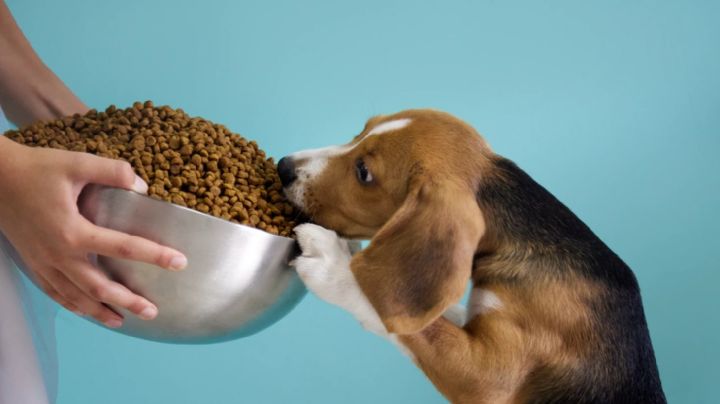 El perro y su relación con la comida: ¿Por qué siempre pide más?