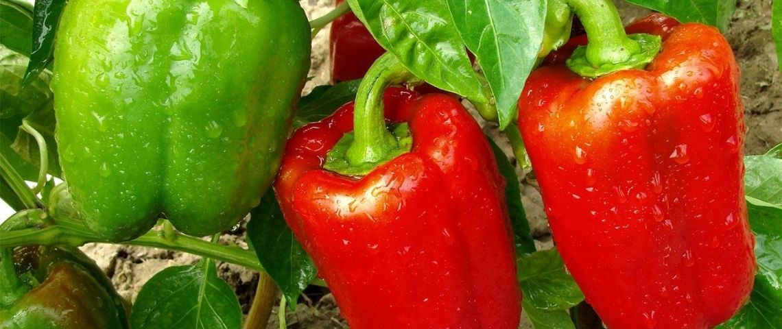 Cómo germinar semillas de morrón rápidamente y con éxito
