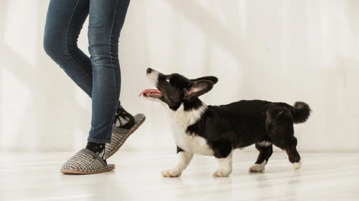 Tu perro te sigue a todas partes: ¿Lealtad, necesidad o simple curiosidad?