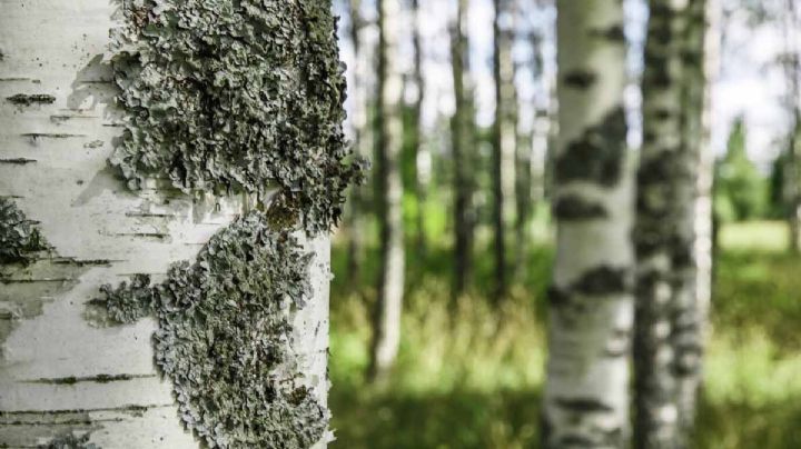 Abedul: el árbol elegante con usos sorprendentes y cuidados sencillos