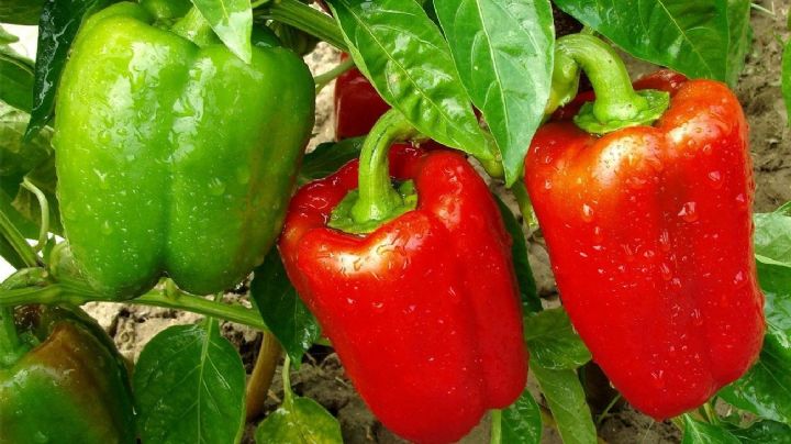 Cómo germinar semillas de morrón rápidamente y con éxito