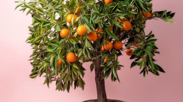 Cultiva tu propio naranjo en maceta con este truco fácil de jardinería