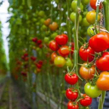 Multiplica tus plantas de tomate con este truco fácil y efectivo