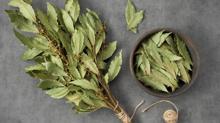 Feng Shui y el laurel: activa la energía de la abundancia en tu hogar