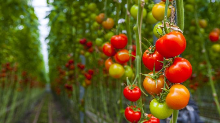 Multiplica tus plantas de tomate con este truco fácil y efectivo