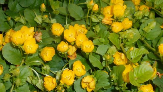 Lysimachia nummularia: la fascinante Planta de la Moneda que transformará tu jardín
