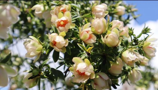 Pereskia aculeata: el cactus que embellece, protege y alimenta