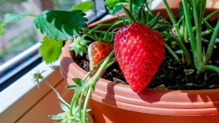 Cultiva frutillas sin límites: conviértelas en la estrella de tu jardín