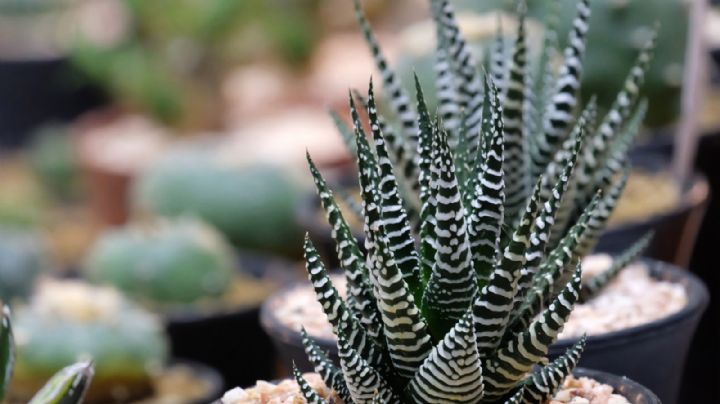 Haworthia fasciata: la mini suculenta que transformará tu hogar en un rincón mágico