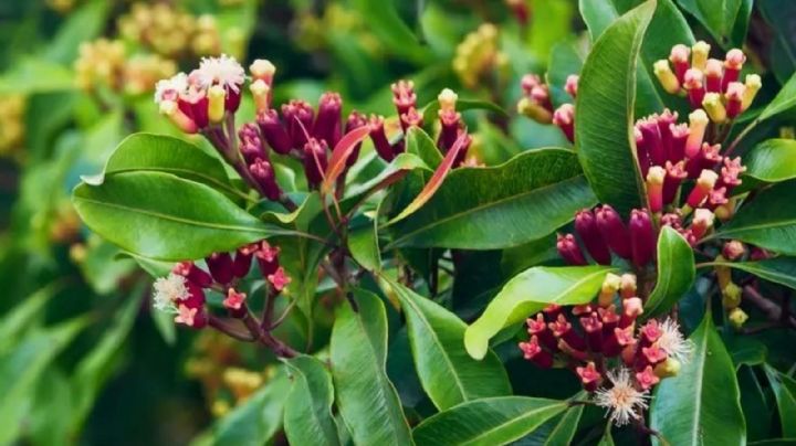 Cultiva tu propio árbol de clavo de olor y disfruta de sus increíbles beneficios