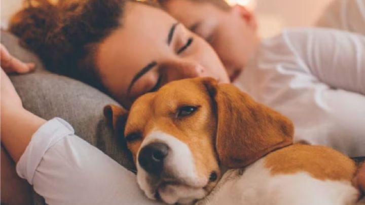 ¿Por qué tu perro insiste en dormir contigo? Descubre el poderoso vínculo detrás de su comportamiento