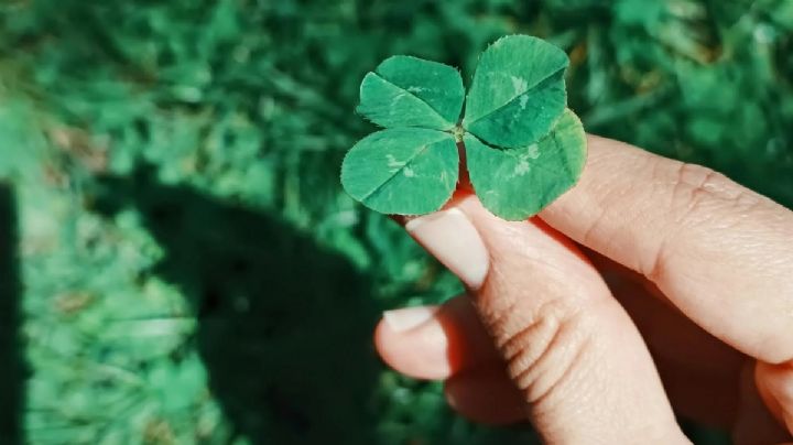 Trébol: la planta milagrosa que transforma tu salud con su poder natural