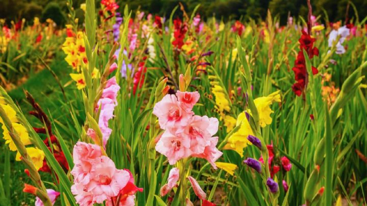 Gladiolas: el secreto para llenar tu jardín de color y elegancia