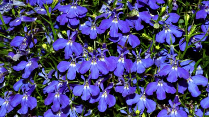 Lobelia Erinus: La planta azul que transformará tu jardín
