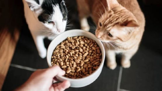 ¿Por qué tu gato te pide comida todo el tiempo? Descubre los secretos de su insaciable apetito