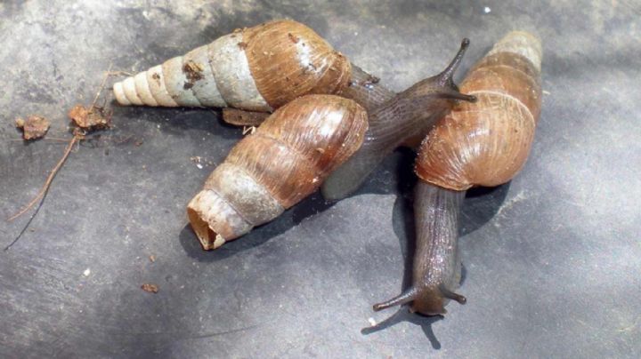 Di adiós a los caracoles y protege tu jardín con este truco natural