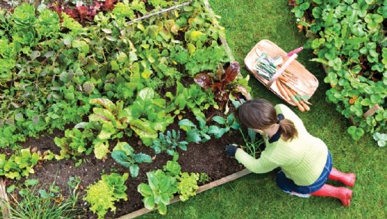 Secretos del jardinero: Prepara tu huerta para el invierno y disfruta de tus cultivos