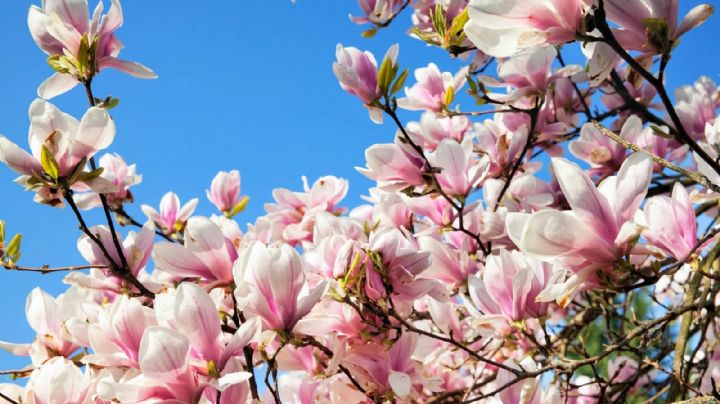 Magnolias: la esencia de la elegancia en tu jardín