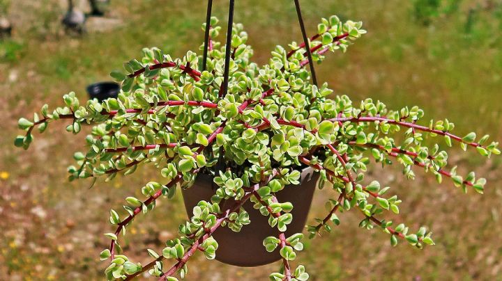 Portulacaria afra: el árbol de la abundancia que llenará tu jardín de energía y belleza