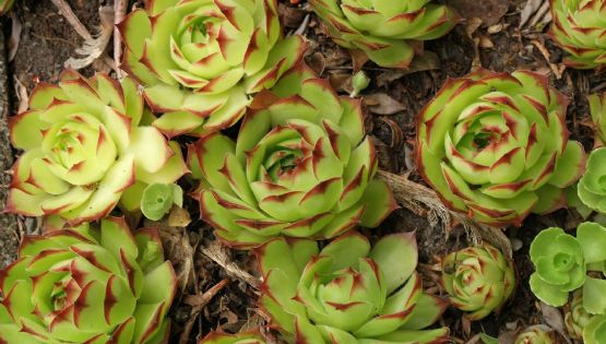 Sempervivum tectorum: la suculenta que conquistó los tejados romanos y sigue fascinando